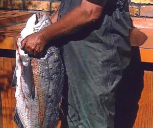 Mosselkraker by Blousloep